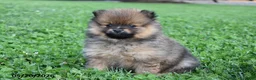 Pomeranian dogs for sale: Joey - Ad 1