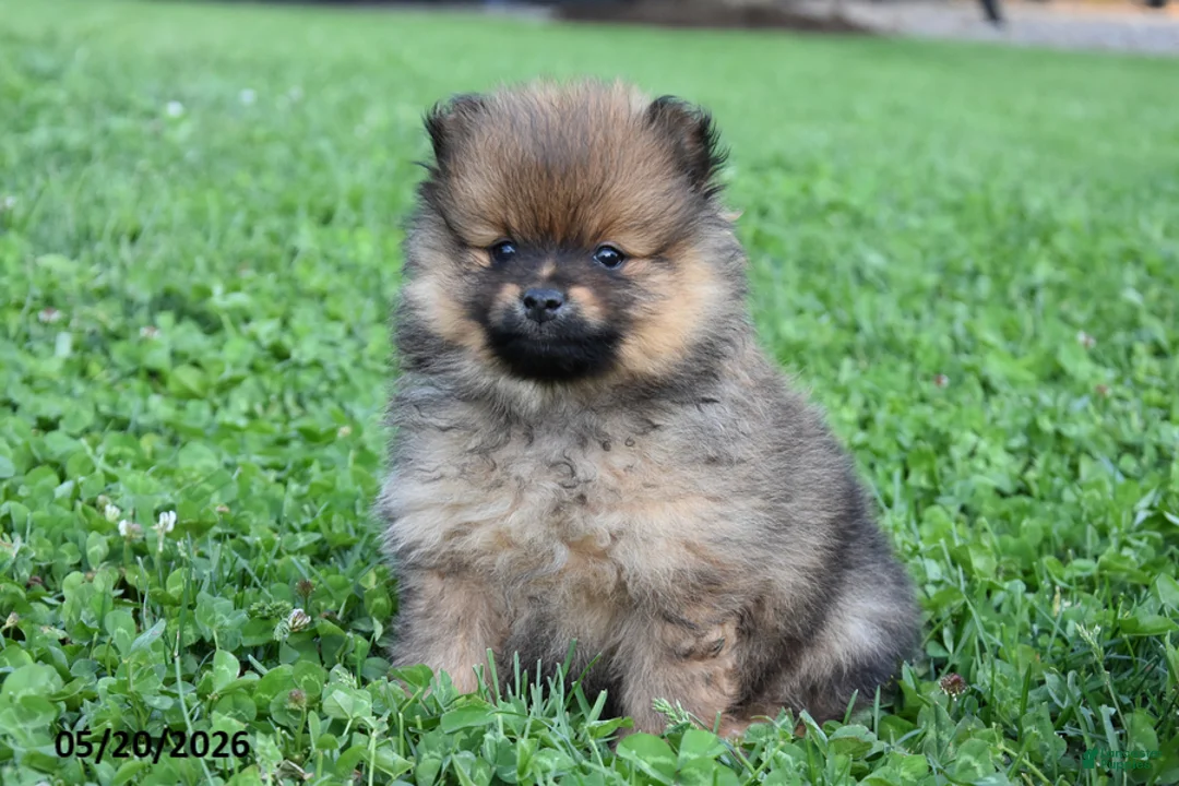 Pomeranian dogs for sale: Joey - Ad 1