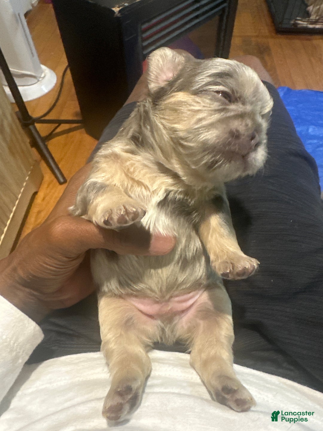 French Bulldog dogs for sale: French Bulldog Puppy 3 - Ad 2
