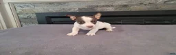 Jack Russell Terrier dogs for sale: Lulu  - Ad 1