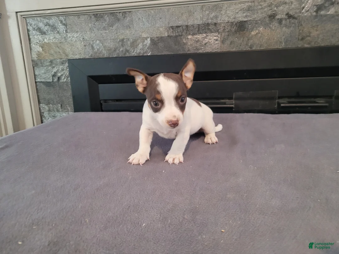 Jack Russell Terrier dogs for sale: Lulu  - Ad 1