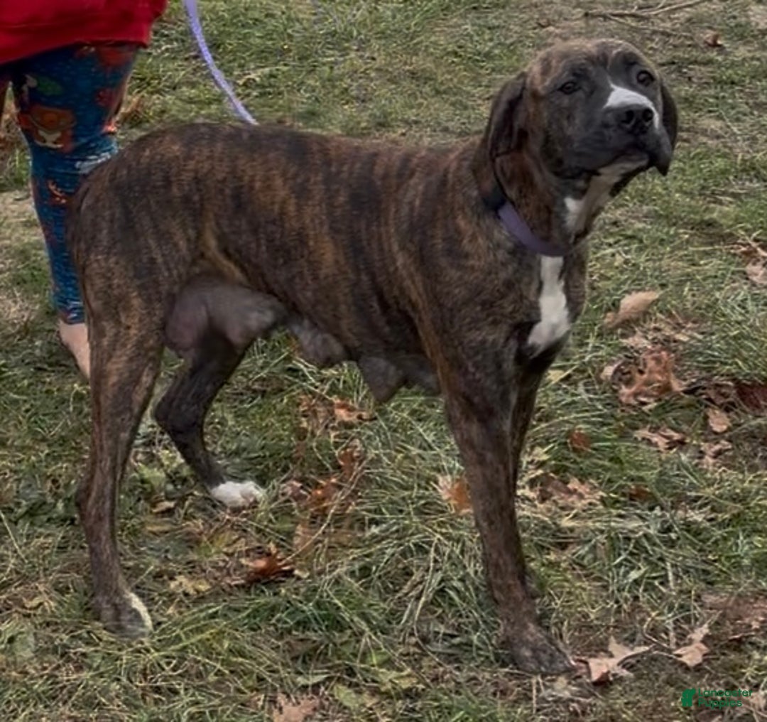 Mixed Breed dogs for sale: Puffball - Ad 12