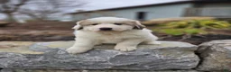 Great Pyrenees dogs for sale: Tucker - Ad 6