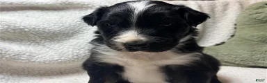 Australian Shepherd Puppy 2
