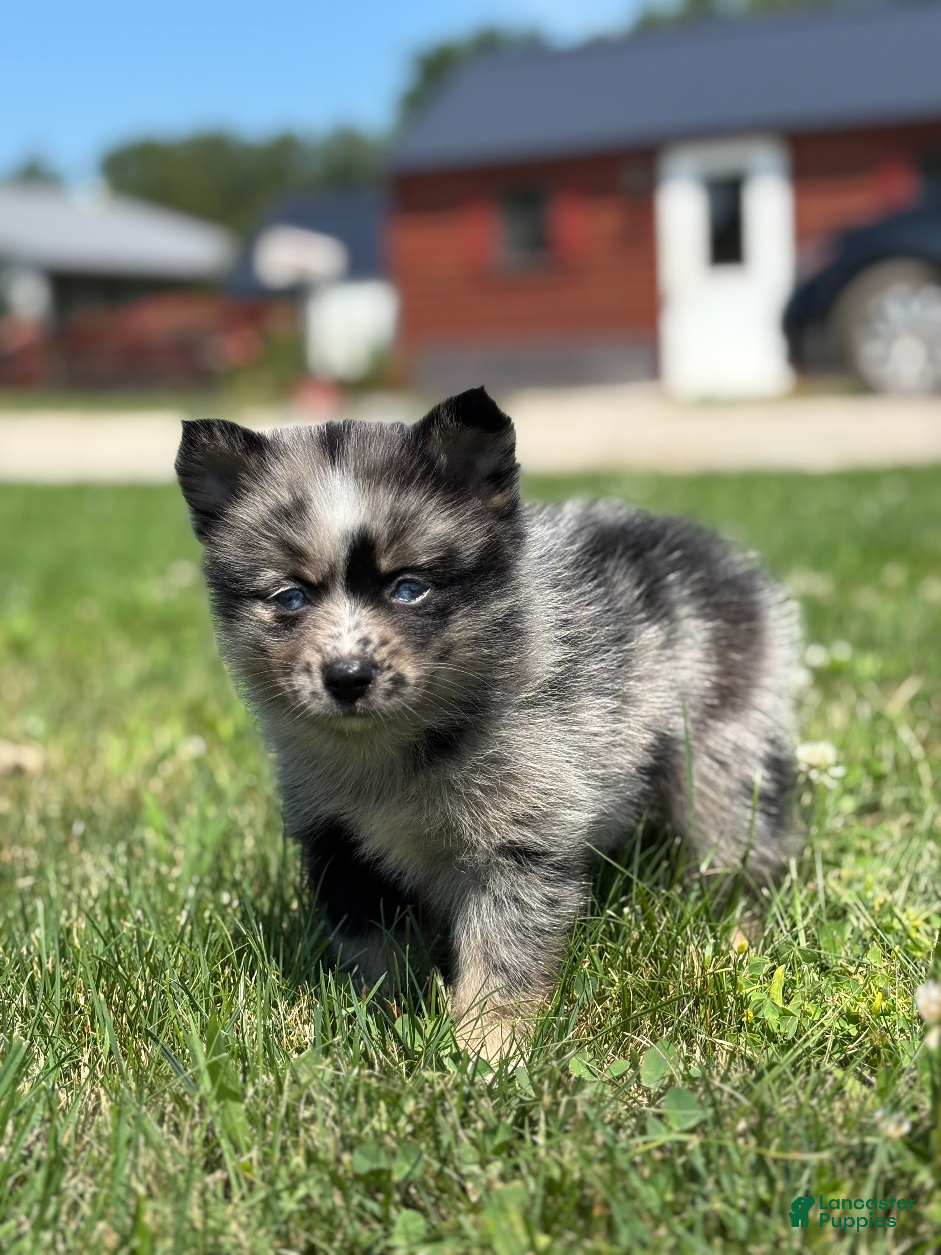 Pomsky dogs Geneva - Ad 2