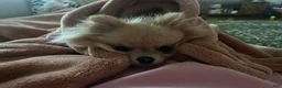 Pomeranian dogs for sale: Pica - Ad 4