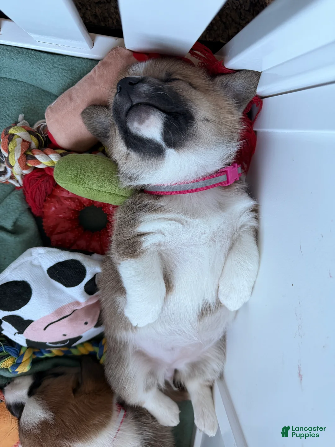 Welsh Corgi Pembroke dogs for sale: Corgi, hot pink - Ad 3