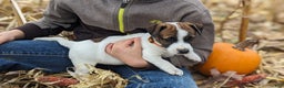 Jack Russell Terrier dogs for sale: Twix - Ad 1