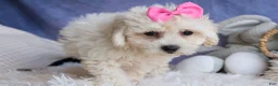 Bichpoo dogs for sale: NANCY - Ad 17