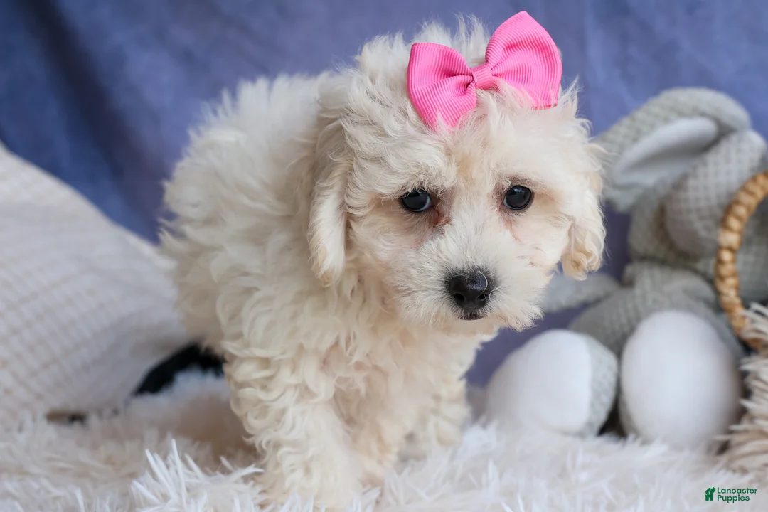 Bichpoo dogs for sale: NANCY - Ad 17