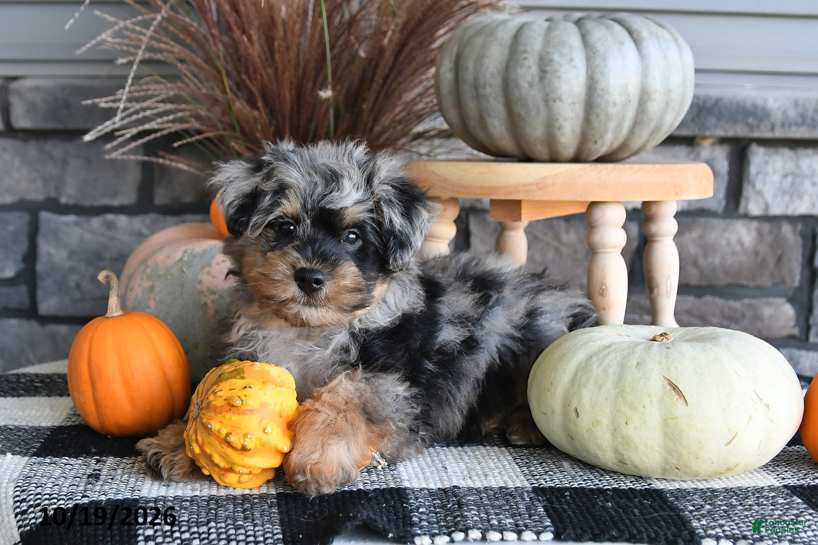 Yorkiepoo dogs Archie - Ad 2