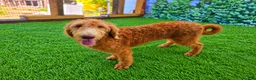 Labradoodle dogs for sale: Benny - Ad 3