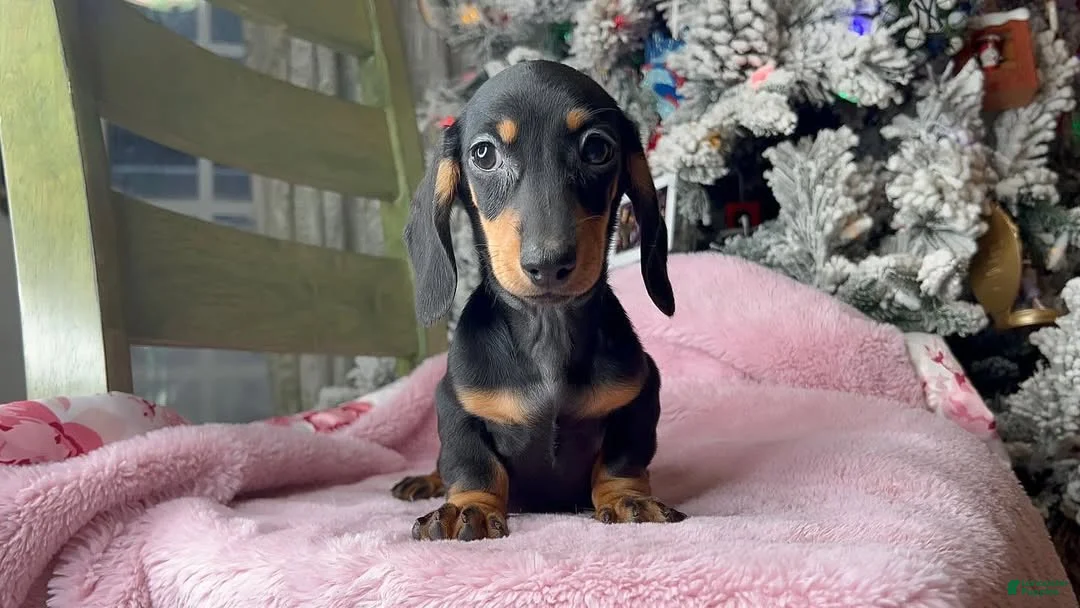Miniature Dachshund dogs for sale:  Puppy 3 - Ad 2