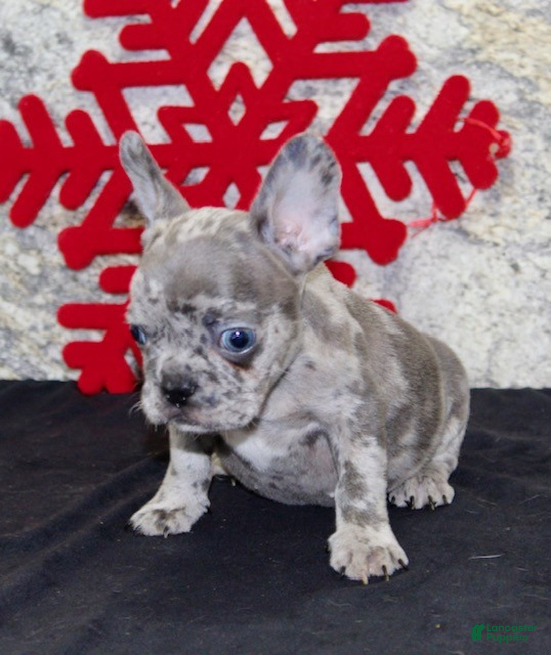 French Bulldog dogs for sale: Cletis - Ad 3