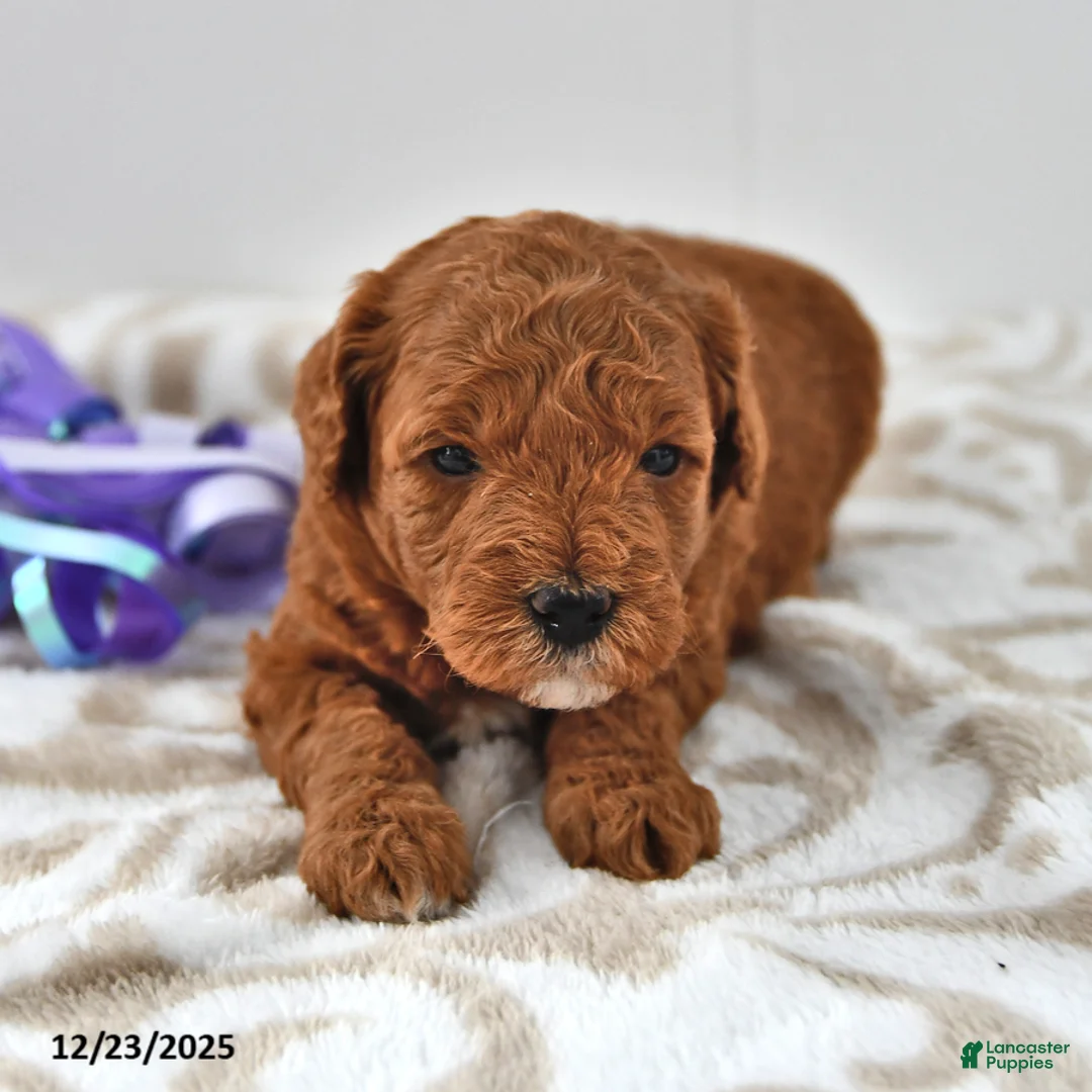 Mini Goldendoodle dogs for sale: Cupcake - Ad 13