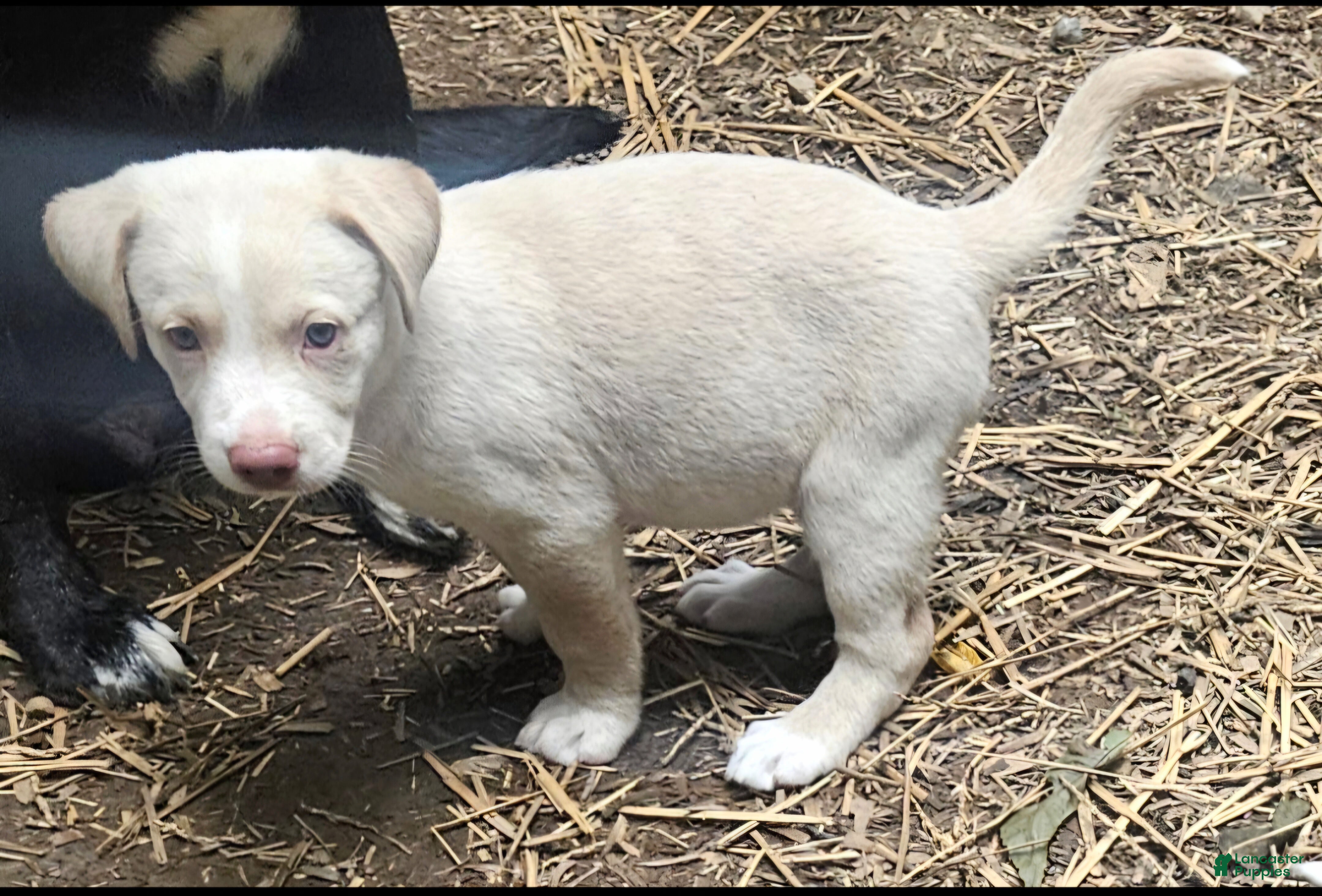 Border Collie dogs Emily "EE Red" - Ad 2