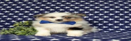 Pomeranian dogs for sale: Miguel - Ad 2