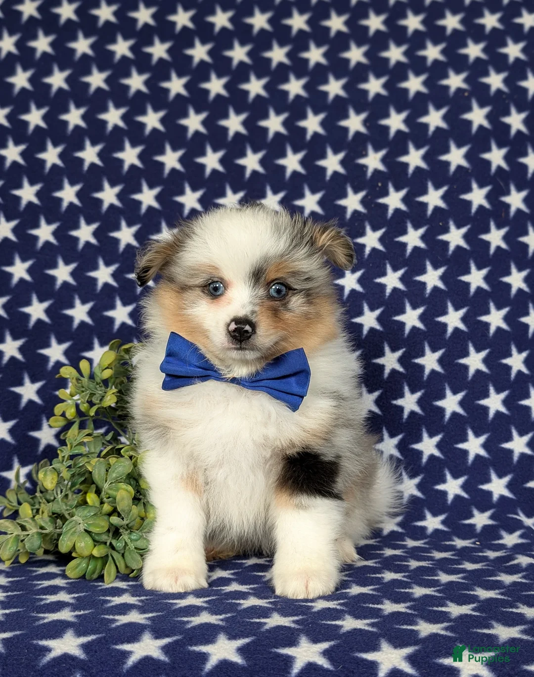Pomeranian dogs for sale: Miguel - Ad 2