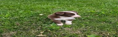 Miniature Australian Shepherd 3