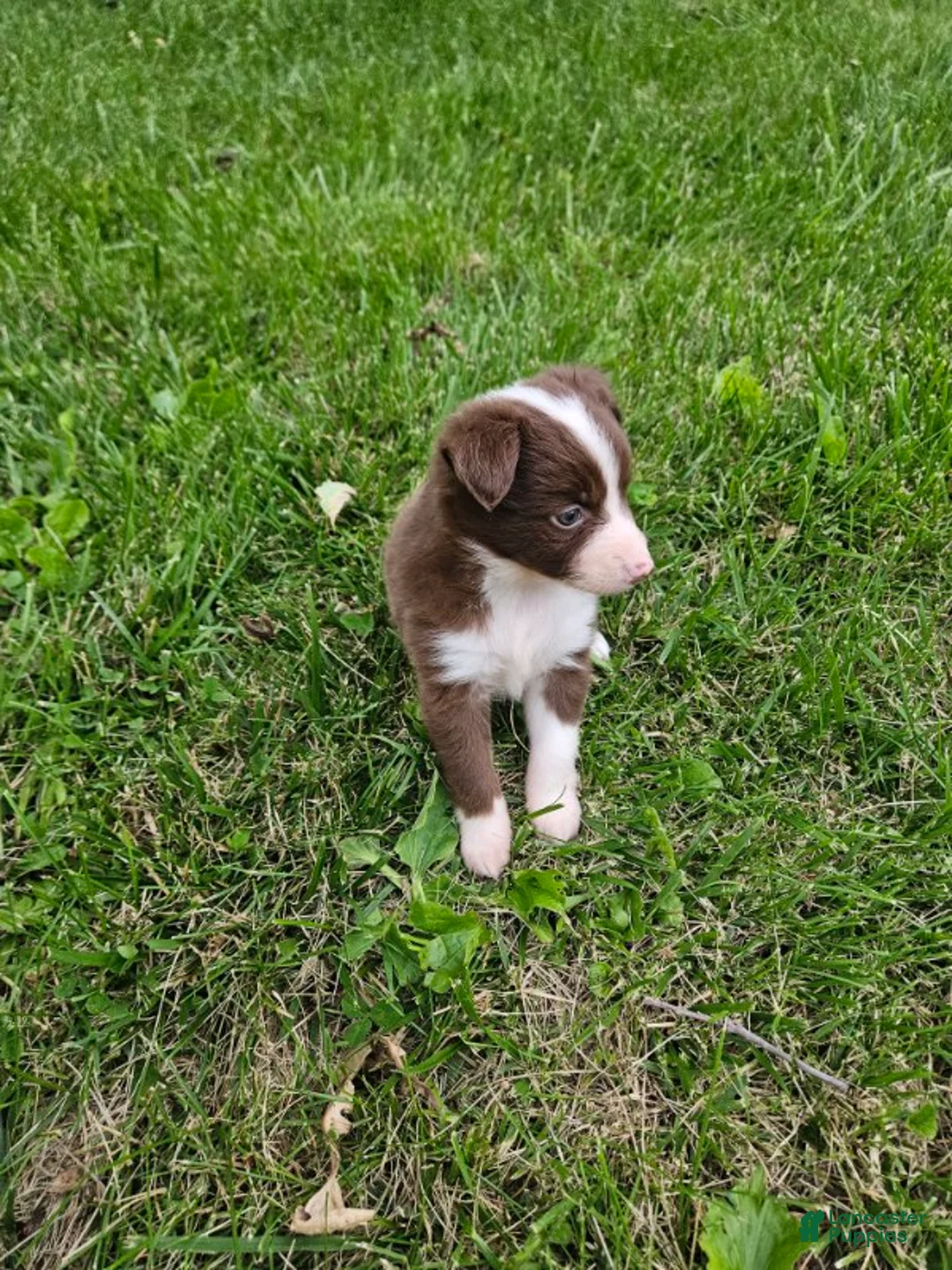 Miniature Australian Shepherd dogs for sale: Miniature Australian Shepherd 3 - Ad 1