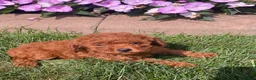 Miniature Poodle dogs for sale: Tiffany - Ad 4