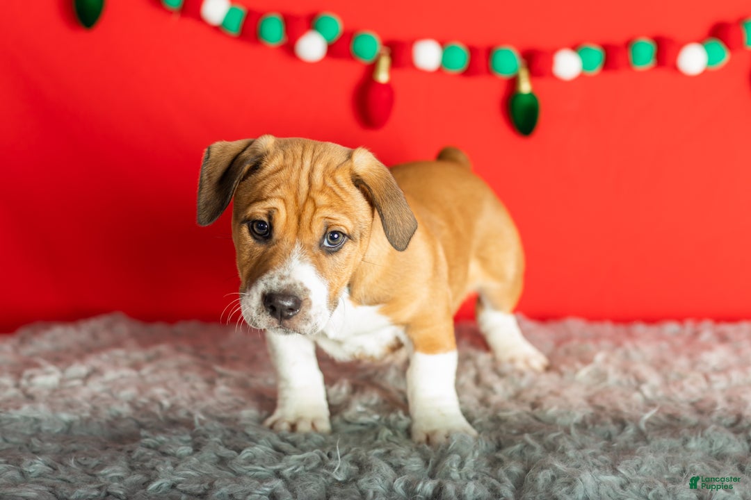 Mixed Breed dogs for sale: Ollie - Ad 2