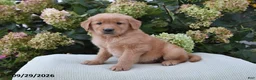 Golden Retriever dogs for sale: Boomer - Ad 1