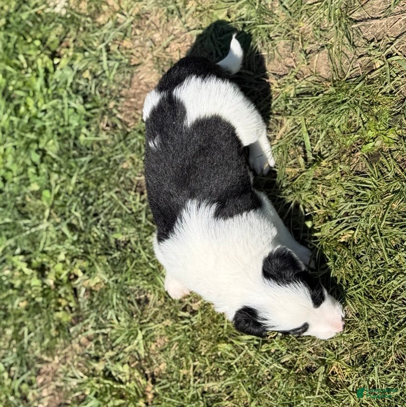 Mixed Breed dogs for sale: Squirrel - Ad 1