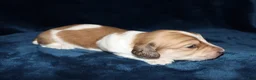 Miniature Dachshund dogs for sale: Whayatt - Ad 4