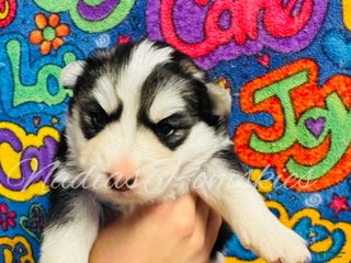 Pomsky dogs Pomsky Puppy 7 - Ad 10