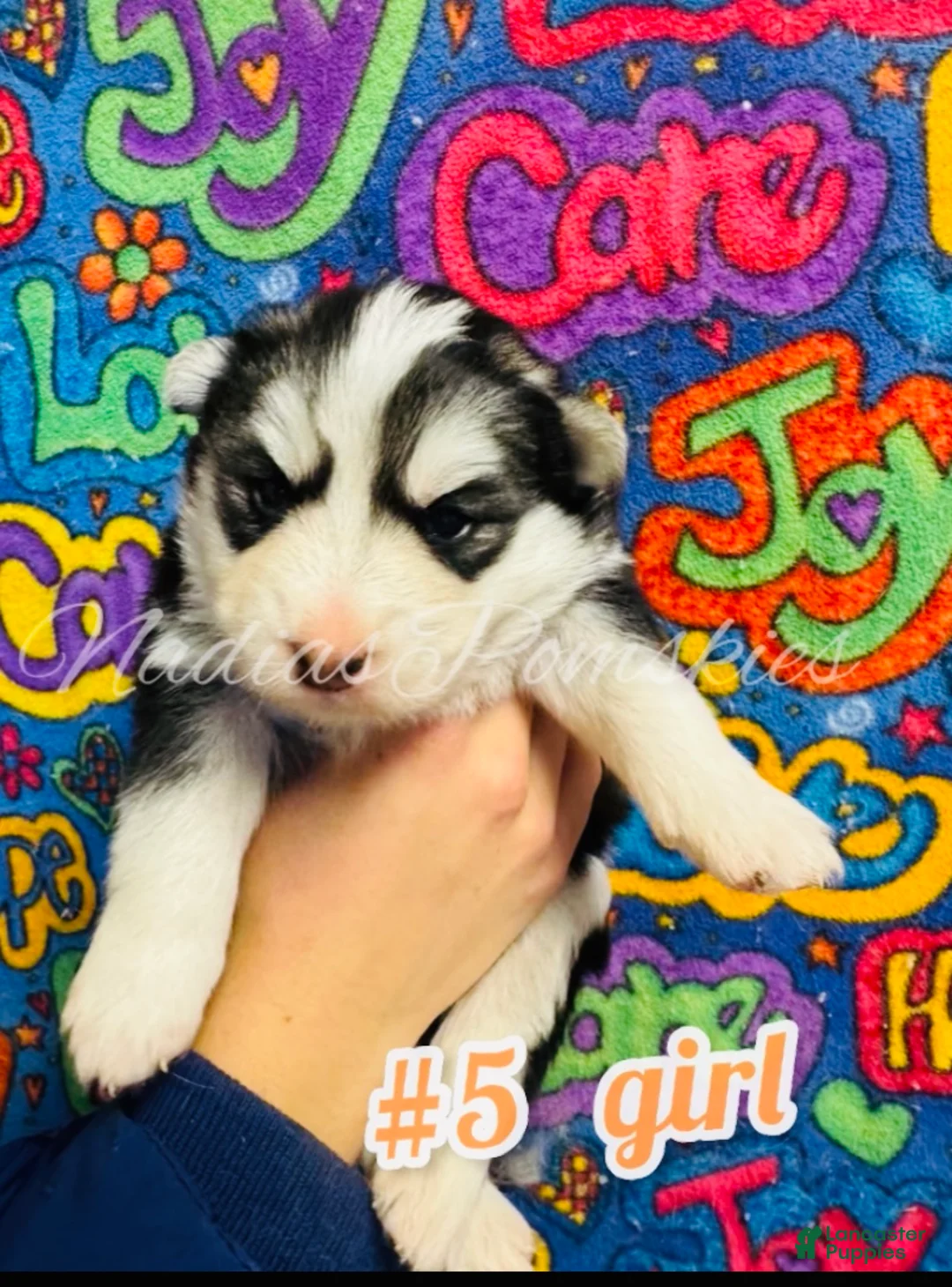 Pomsky dogs for sale: Pomsky Girl Gray/Black/White - Ad 2
