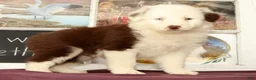 Miniature Australian Shepherd dogs for sale: Shep - Ad 3