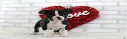 Frenchton dogs for sale: Conner - Ad 1