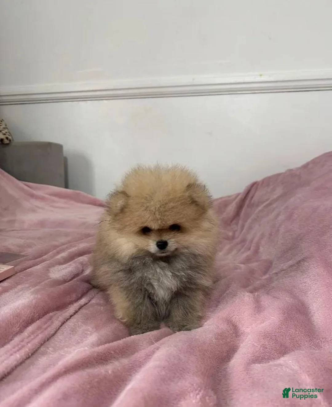 Pomeranian dogs for sale: Maya - Ad 22