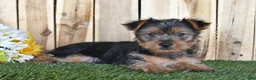 Yorkshire Terrier dogs for sale: Denny - Ad 4