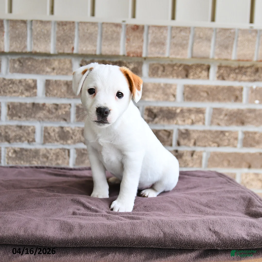 Jack Russell Terrier dogs for sale: Captain - Ad 1