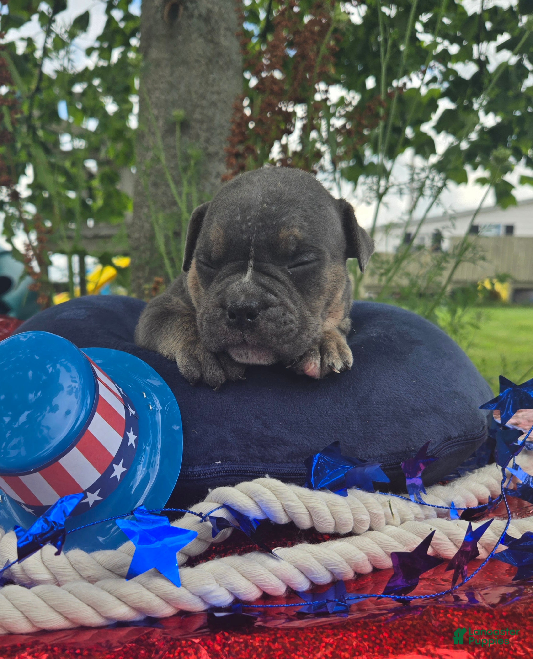 Olde English Bulldogge dogs Ryder - Ad 2