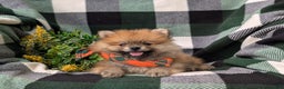 Pomeranian dogs for sale: MacDuff Genetic Testing 9 lbs Full Grown - Ad 19