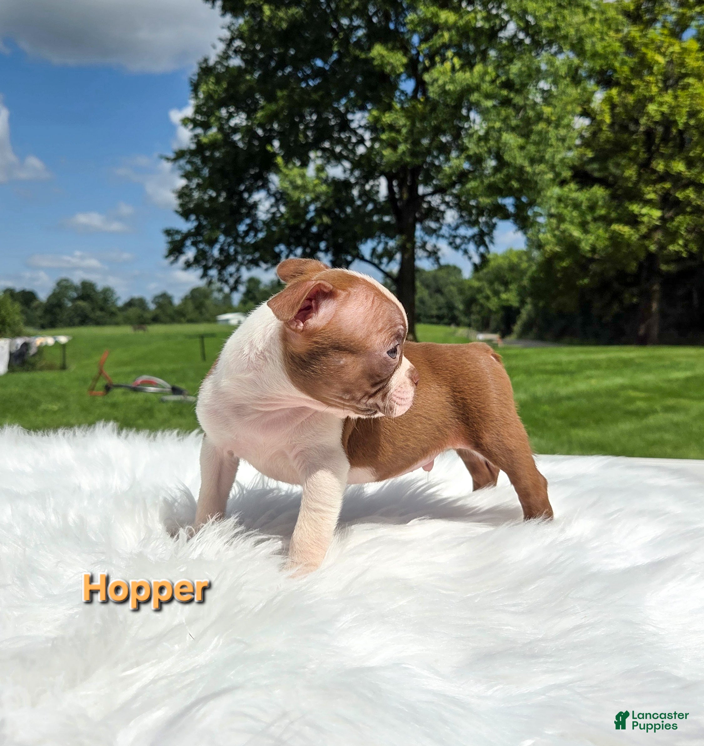 Boston Terrier dogs Hopper - Ad 1