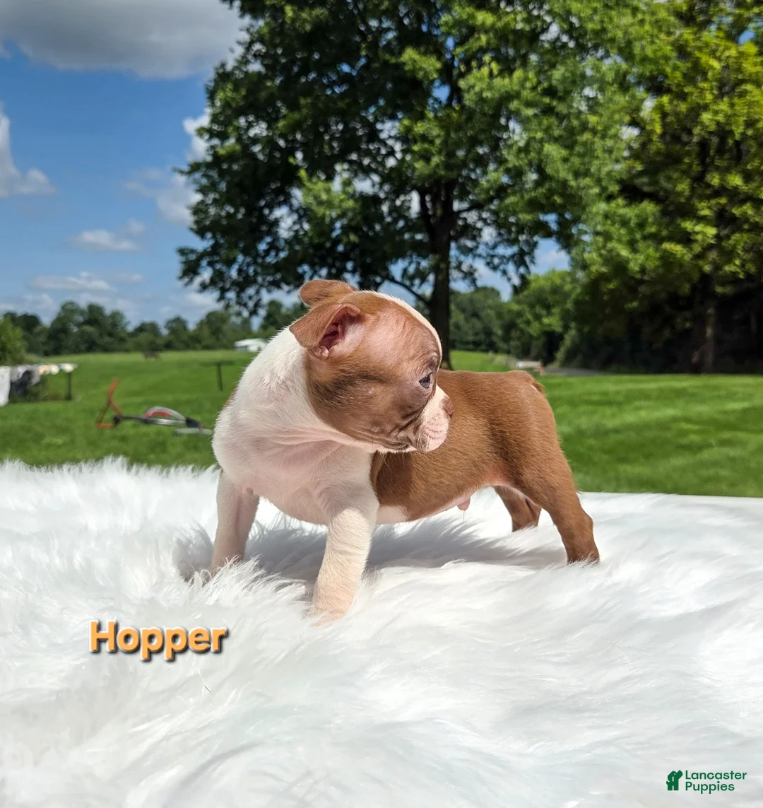 Boston Terrier dogs for sale: Hopper - Ad 1