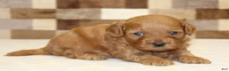 Cavapoo dogs for sale: Diego - Ad 1