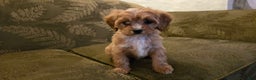 Cavapoo dogs for sale: Whitney - Ad 5