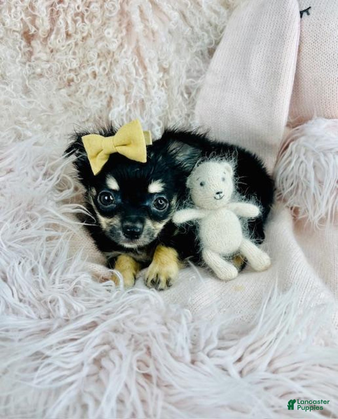 Chihuahua dogs for sale: Chihuahua Puppy 3 - Ad 2