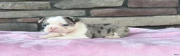 Frenchton dogs for sale: Lilly  - Ad 4