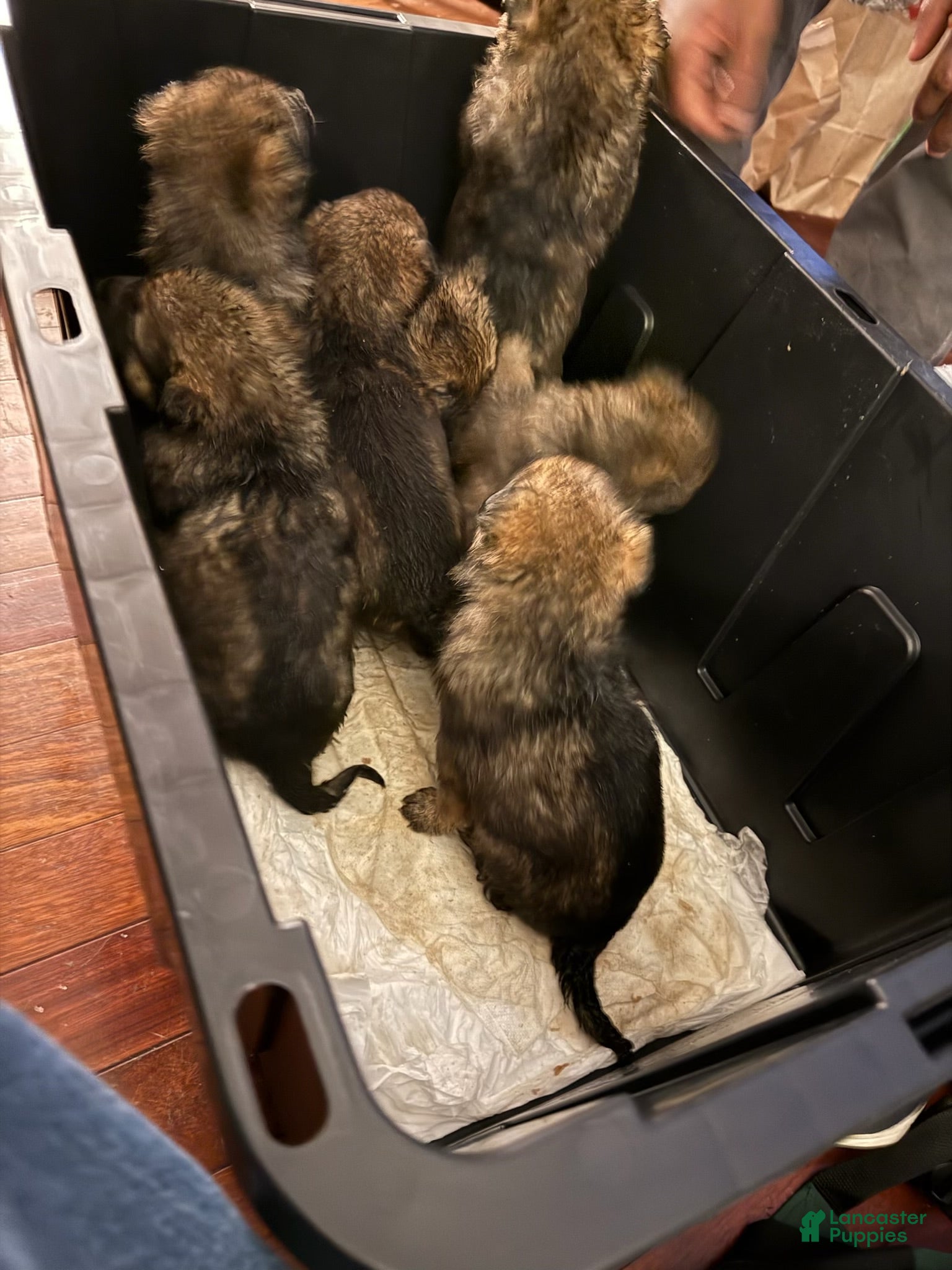 German Shepherd dogs German Shepherd Puppy 4 - Ad 2