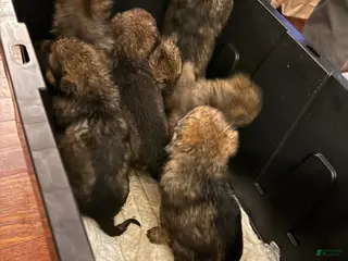 German Shepherd dogs German Shepherd Puppy 4 - Ad 36