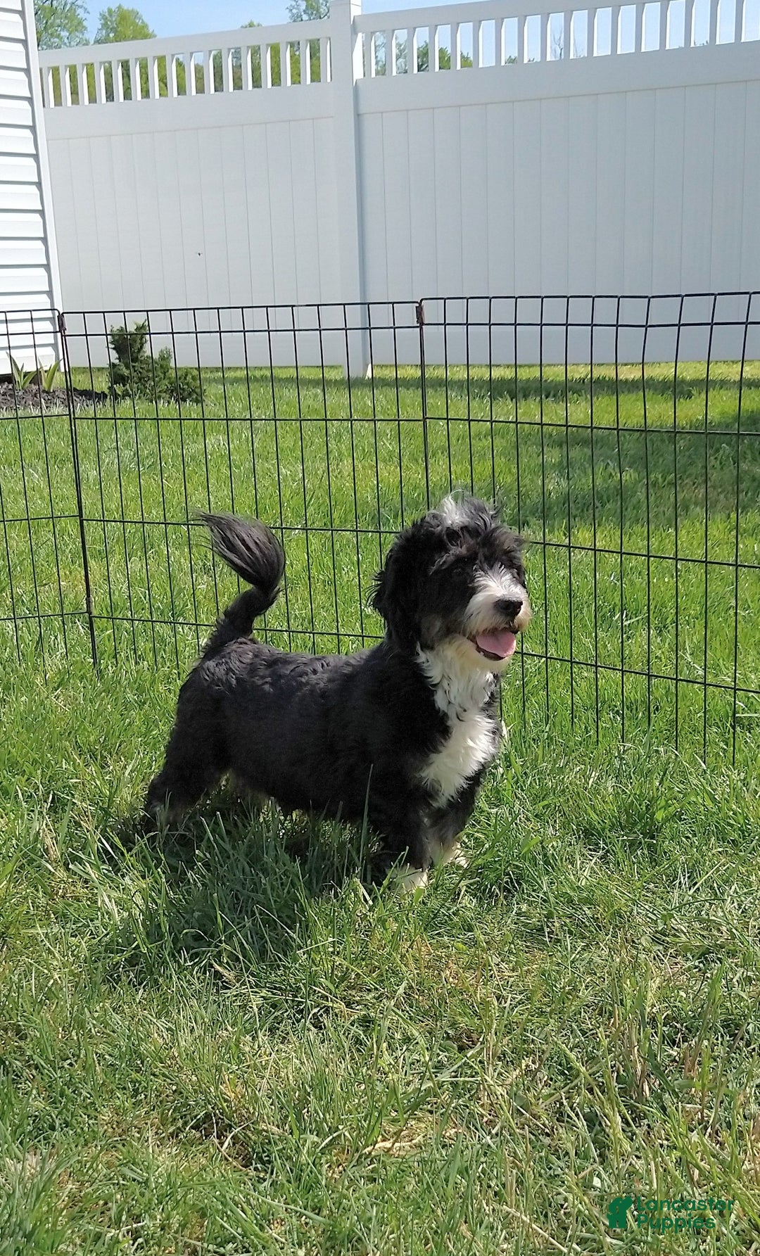 Havanese dogs for sale: Fern - Ad 5