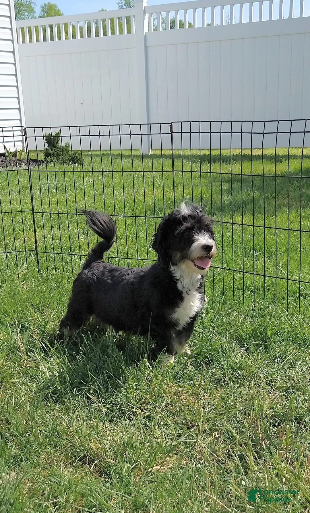 Havanese dogs for sale: Fern - Ad 7