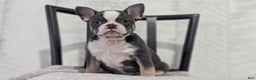 French Bulldog dogs for sale: Xena - Ad 5