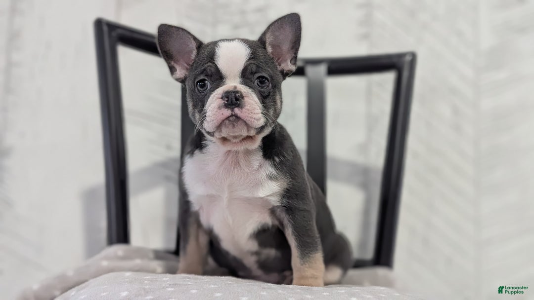 French Bulldog dogs for sale: Xena - Ad 5